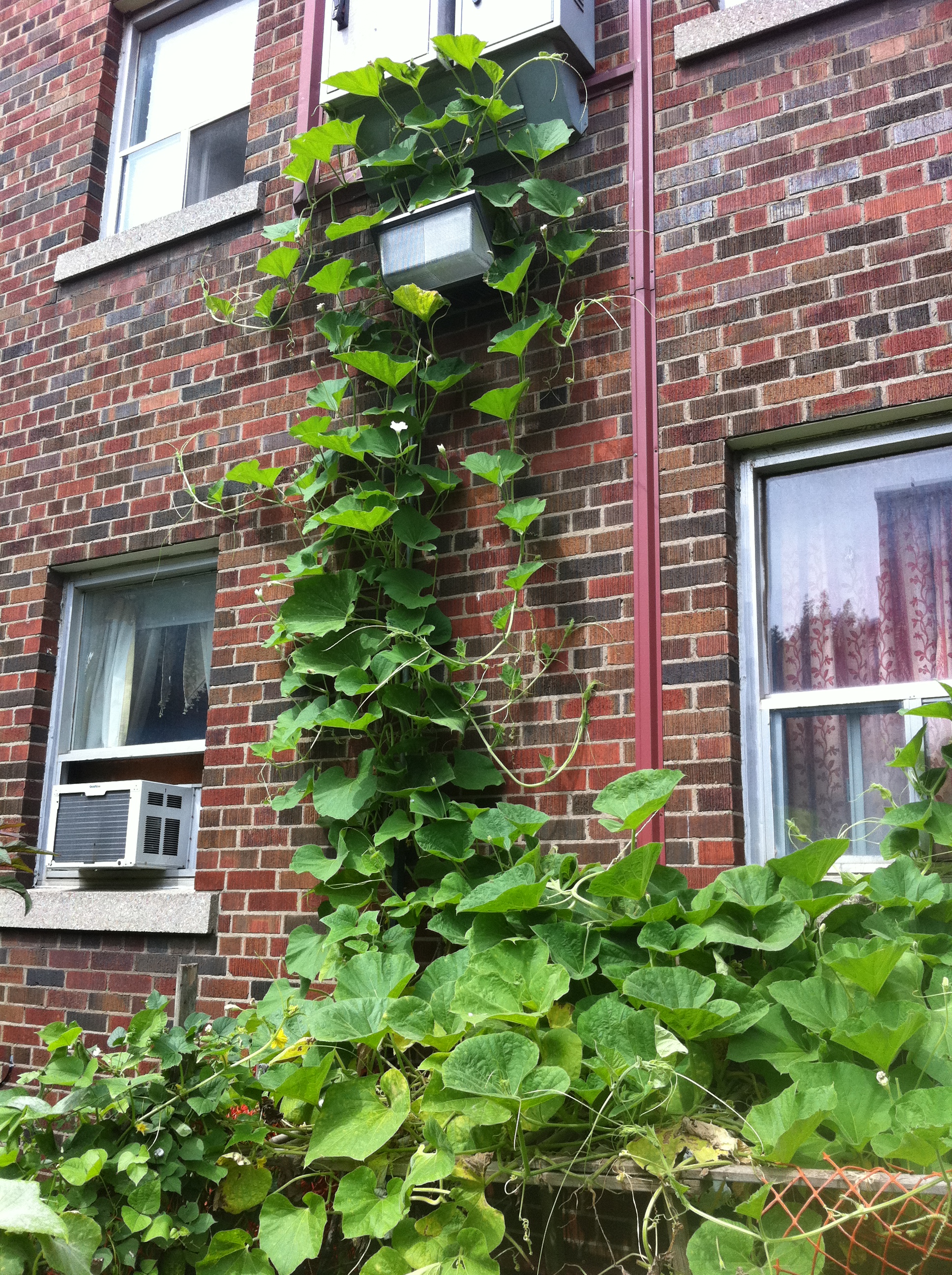 Community garden in Regent Park. Photo: Rhonda Teitel-Payne